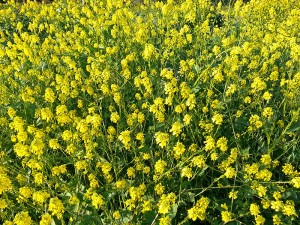 Mustard in the spring
