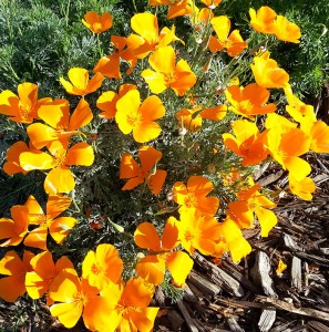 California poppies along the Carquinez trail